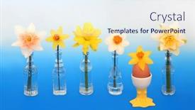  Presentation with daffodil - PPT theme featuring boiled-egg-in-novelty-egg background and a sky blue colored foreground