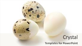  Presentation with bird eggs - Beautiful PPT layouts featuring boiled quail eggs on white backdrop and a soft green colored foreground
