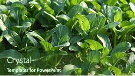  Presentation with cabbage - Slides featuring bok-choy-also-known background and a tawny brown colored foreground