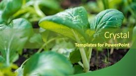  Presentation with plants - Slides with bok-choy-plants-in-organic background and a tawny brown colored foreground