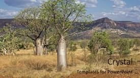  Presentation with region - Slides consisting of bolder - baobab at the kimberley region background and a coral colored foreground