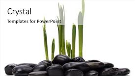  Presentation with art white gray grey - PPT theme enhanced with bolder - grass and stones isolated background and a  colored foreground