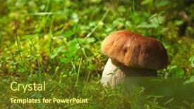  Presentation with environment - Cool new slide set with boletus-edulis-in-natural-environment backdrop and a tawny brown colored foreground