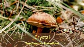  Presentation with poland - Slide set featuring boletus-edulis-mushrooms-on-wood background and a tawny brown colored foreground