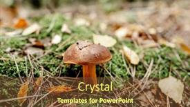  Presentation with poland - Presentation design with boletus-edulis-mushrooms-on-wood background and a tawny brown colored foreground