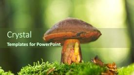  Presentation with forest - Cool new presentation theme with boletus-erythropus-in-the-forest backdrop and a tawny brown colored foreground