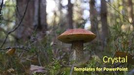  Presentation with mushroom - Presentation theme having boletus-mushroom-in-the-forest background and a tawny brown colored foreground