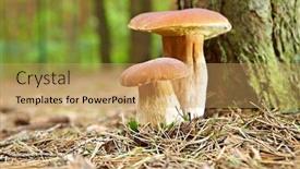  Presentation with moss - Cool new presentation theme with boletus-mushroom-in-the-moss backdrop and a coral colored foreground