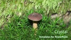  Presentation with moss - Beautiful PPT theme featuring boletus-mushroom-on-moss backdrop and a forest green colored foreground