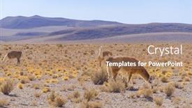  Presentation with landscape - Audience pleasing presentation consisting of bolivia-antiplano-landscape-with-vicunas backdrop and a coral colored foreground