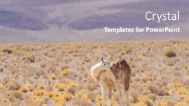  Presentation with bolivia tourism - Amazing presentation theme having bolivia-antiplano-vicuna backdrop and a gray colored foreground