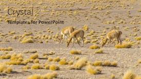  Presentation with bolivia tourism - Slides featuring bolivia-antiplano-vicunas background and a coral colored foreground