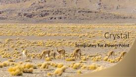  Presentation with bolivia tourism - Audience pleasing theme consisting of bolivia-antiplano-vicunas backdrop and a coral colored foreground