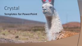  Presentation with yarn - Cool new slides with bolivian-llama-decorated-with-red backdrop and a light blue colored foreground