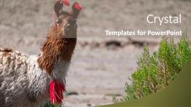  Presentation with yarn - Slide deck consisting of bolivian-llama-decorated-with-red background and a gray colored foreground