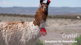  Presentation with yarn - PPT theme with bolivian-llama-decorated-with-red background and a gray colored foreground