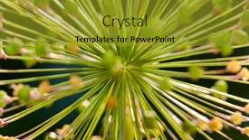  Presentation with onion - Beautiful presentation theme featuring boll-of-decorative-onion backdrop and a gold colored foreground