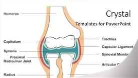  Presentation with humerus - PPT layouts with bone anatomy - elbow joint cross-section - showing background and a white colored foreground