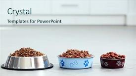  Presentation with pet food - PPT theme consisting of bone health - pet food in metal bowls background and a sky blue colored foreground