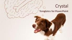  Presentation with brown and white - Cool new PPT theme with bone in a thought bubble backdrop and a lemonade colored foreground