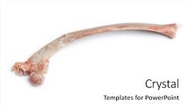  Presentation with bone - Audience pleasing PPT theme consisting of bone isolated on white background backdrop and a white colored foreground