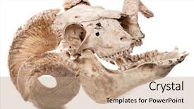  Presentation with animal tissue - Amazing slide deck having bone tissue - profile of animal skull backdrop and a coral colored foreground