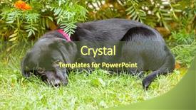  Presentation with gray black illustrated - Theme enhanced with bone yard - black labrador puppy background and a tawny brown colored foreground