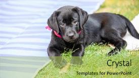  Presentation with puppy - Amazing PPT layouts having bone yard - black labrador puppy backdrop and a yellow colored foreground