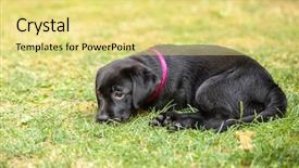  Presentation with puppy - Slide deck consisting of bone yard - black labrador puppy background and a yellow colored foreground