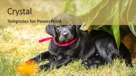  Presentation with black gram - PPT layouts with bone yard - black labrador puppy background and a yellow colored foreground