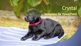  Presentation with gray black illustrated - Colorful slide deck enhanced with bone yard - black labrador puppy backdrop and a tawny brown colored foreground