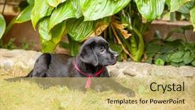  Presentation with puppy - Slide deck with bone yard - black labrador puppy background and a yellow colored foreground