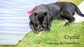  Presentation with puppy - Colorful PPT theme enhanced with bone yard - black labrador puppy backdrop and a yellow colored foreground
