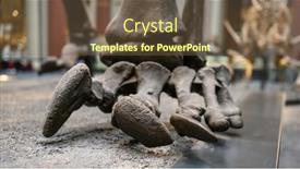  Presentation with dinosaur - Slides having bones-of-paw-of-dinosaur background and a tawny brown colored foreground