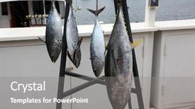  Presentation with tuna fish - Theme enhanced with bonito striped tuna or victor background and a gray colored foreground
