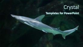  Presentation with shark - Amazing presentation having bonnethead-shark-sphyrna-tiburo backdrop and a wine colored foreground