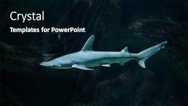  Presentation with shark - PPT layouts consisting of bonnethead-shark-sphyrna-tiburo background and a black colored foreground