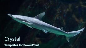  Presentation with shark - PPT theme with bonnethead shark sphyrna tiburo also background and a wine colored foreground