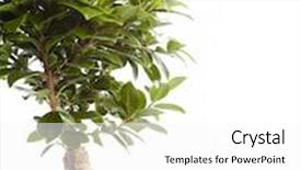  Presentation with ginseng - Cool new presentation design with bonsai ficus ginseng isolated on white background backdrop and a white colored foreground