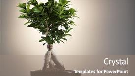  Presentation with ginseng - Audience pleasing PPT theme consisting of bonsai ficus ginseng backdrop and a coral colored foreground