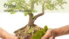  Presentation with bonsai - Beautiful slide deck featuring bonsai-in-hands-isolated backdrop and a blonde colored foreground