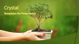  Presentation with bonsai - Slides featuring miniature gardens - bonsai in hands background and a tawny brown colored foreground