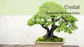  Presentation with bonsai - Audience pleasing presentation theme consisting of  backdrop and a  colored foreground