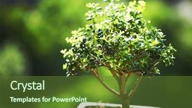 Presentation with bonsai - Audience pleasing theme consisting of bonsai on green grass background backdrop and a tawny brown colored foreground