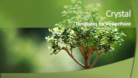  Presentation with bonsai - Beautiful theme featuring ancient chaina - bonsai on green grass background backdrop and a seafoam green colored foreground