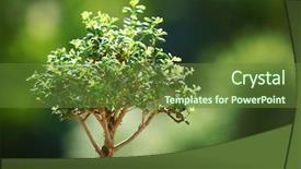  Presentation with bonsai - Slides having tree earth - bonsai on green grass background and a tawny brown colored foreground