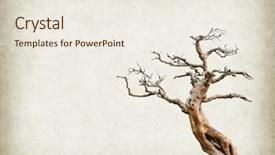  Presentation with bonsai - Amazing slides having root tree isolated white - bonsai on old paper background backdrop and a sky blue colored foreground