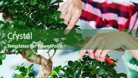  Presentation with bonsai - Cool new PPT theme with prune - bonsai tending houseplant growth pruning backdrop and a forest green colored foreground