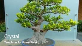  Presentation with bonsai - Colorful slides enhanced with bonsai tree around 60-70 backdrop and a seafoam green colored foreground