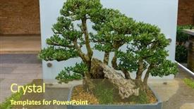  Presentation with bonsai - Presentation theme having bonsai tree around 60-70 background and a tawny brown colored foreground